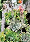 BLESSINGS IN BLOOM: Sempervivum: Hens and Chicks