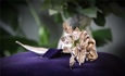 Silver Rose to be displayed at several parishes in July