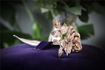 Silver Rose to be displayed at several parishes in July