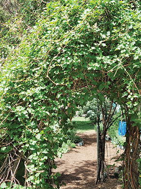 BLESSINGS IN BLOOM: Silver Lace Vine