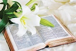 BLESSINGS IN BLOOM: The Easter Lily