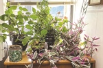 BLESSINGS IN BLOOM: House Plants