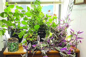 BLESSINGS IN BLOOM: House Plants