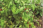 BLESSINGS IN BLOOM: Tomato