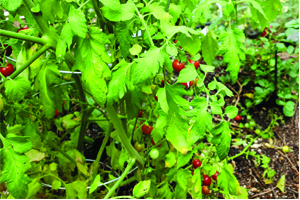 BLESSINGS IN BLOOM: Tomato