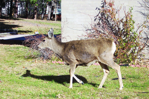 BLESSINGS IN BLOOM: Rabbits and Voles and Deer, Oh My!