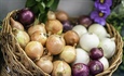 BLESSINGS IN BLOOM: Onions