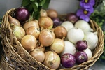 BLESSINGS IN BLOOM: Onions