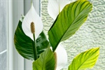 BLESSINGS IN BLOOM: Peace Lily