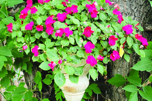 BLESSINGS IN BLOOM: Container Gardening