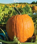 BLESSINGS IN BLOOM: Pumpkins