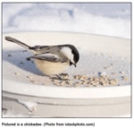 BLESSINGS IN BLOOM: Winter Birds